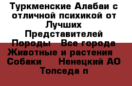 Туркменские Алабаи с отличной психикой от Лучших Представителей Породы - Все города Животные и растения » Собаки   . Ненецкий АО,Топседа п.